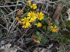 Chrysanthemum indicum