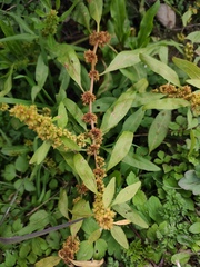 Rumex dentatus