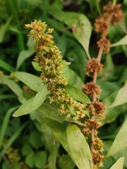 Rumex dentatus
