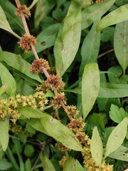 Rumex dentatus
