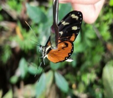 Mechanitis polymnia isthmia