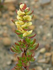 Polygonum undulatum
