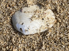 Periploma planiusculum