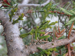 Arceuthobium oxycedri