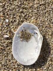 Periploma planiusculum