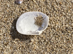 Periploma planiusculum