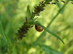 Coccinella septempunctata