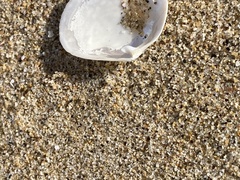 Periploma planiusculum
