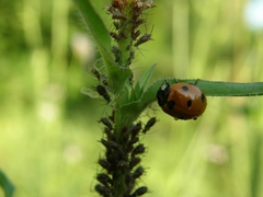 Coccinella septempunctata