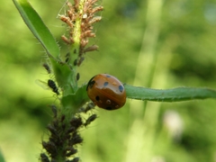 Coccinella septempunctata