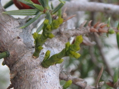Arceuthobium oxycedri