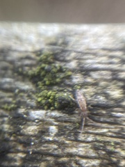 Entomobrya intermedia