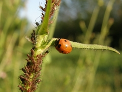 Coccinella septempunctata