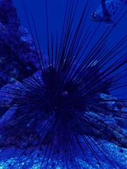 Centrostephanus coronatus