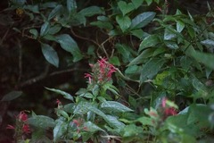 Dianthera secunda