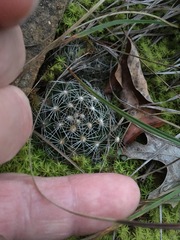 Escobaria missouriensis