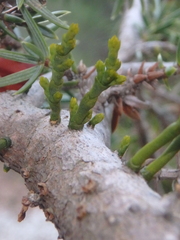 Arceuthobium oxycedri