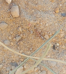 Cataglyphis bombycina