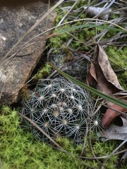 Escobaria missouriensis