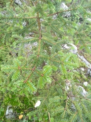 Abies vejarii