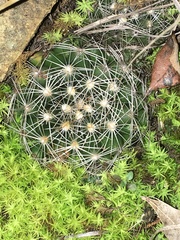 Escobaria missouriensis