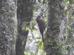 Dendrocolaptes platyrostris
