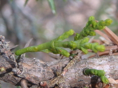 Arceuthobium oxycedri