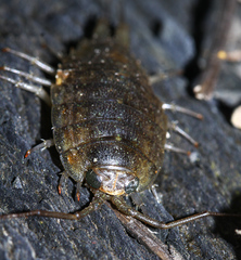 Ligia cinerascens