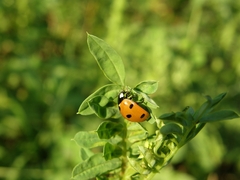 Coccinella septempunctata