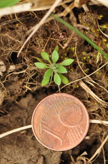 Draba verna