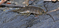 Ligia cinerascens
