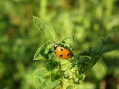 Coccinella septempunctata