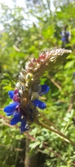 Dalea coerulea