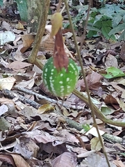 Passiflora vitifolia