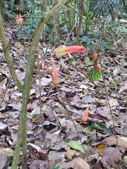Passiflora vitifolia