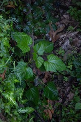 Clerodendrum paniculatum