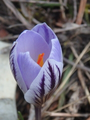 Crocus reticulatus