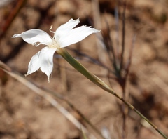Dianthus albens