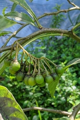 Solanum spirale