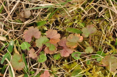 Saxifraga granulata