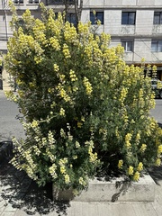 Lupinus arboreus