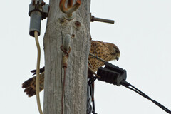 Falco tinnunculus canariensis