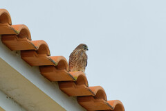 Falco tinnunculus canariensis