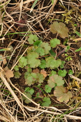 Saxifraga granulata