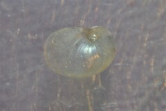 Vitrinobrachium breve