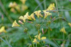 Oxalis pes-caprae image