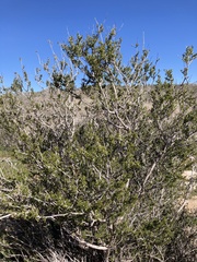 Adenostoma fasciculatum
