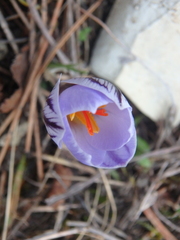 Crocus reticulatus