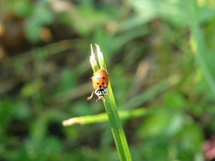 Hippodamia variegata