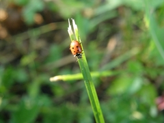 Hippodamia variegata